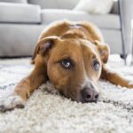 A big dog in a city apartment – a big joy or…