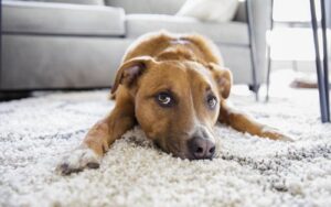 A big dog in a city apartment – a big joy or…
