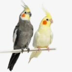 Which Parrot to Choose? About Rainbow-Colored Feathers