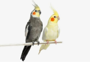 Which Parrot to Choose? About Rainbow-Colored Feathers
