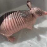A baby armadillo in a basin proved that true happiness sometimes comes…