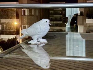 Dove: Interesting talents and habits you didn't know about