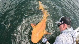 Fishermen discover first-of-its-kind bright orange shark with two rare diseases in Caribbean