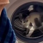 Cat-style fitness: a furry feline turned a washing machine drum into running…