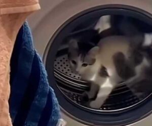 Cat-style fitness: a furry feline turned a washing machine drum into running…