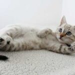 Does your cat need a name? Why does a cat need a…