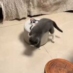 Hunting at home: funny moments of a cat playing with a flying…