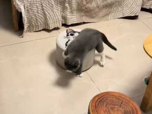Hunting at home: funny moments of a cat playing with a flying…