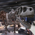 Paleontologists discover dinosaur-era crocodile in Patagonia