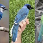 A rare blue-green hybrid jay spotted in Texas is a descendant of…
