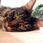 A cat in the house: what is good about the Maine Coon…