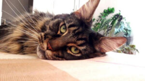 A cat in the house: what is good about the Maine Coon…
