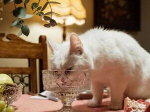 Mysteries of cat behavior: five unexpected habits that annoy people but have…
