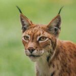 Interesting facts about lynxes that may surprise you