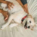 More than just a nuisance for pets – we reveal why fleas…