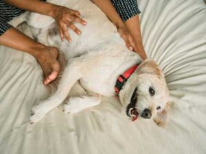 More than just a nuisance for pets – we reveal why fleas…