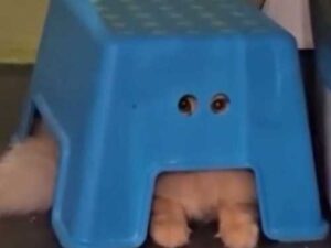 Funny cat decided to play James Bond under a stool