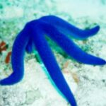 Star question: who lives in the sea but can’t swim?