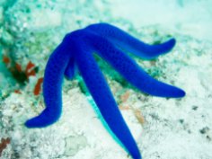 Star question: who lives in the sea but can’t swim?
