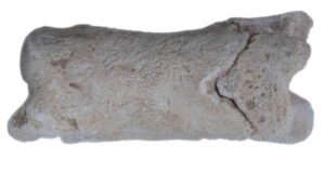 Ancient whistle made from cow's toe bone discovered in Egypt