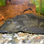 Which aquarium fish are the most unpretentious?