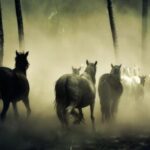 How do animals sense natural disasters?