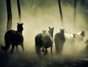 How do animals sense natural disasters?