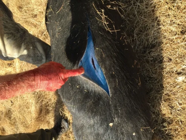 The wild boar turns blue