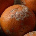 “Sometimes it's best to say goodbye”: What to do if mold appears…
