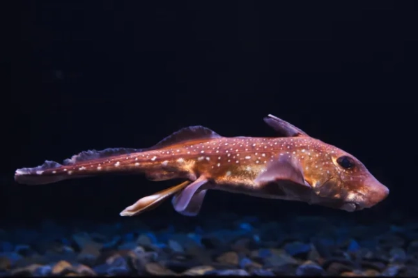 Spotted ratfish (Hydrolagus colliei). Marine fish.