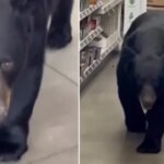 A bear attacks a 90-year-old woman who wandered into a store during…
