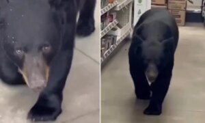 A bear attacks a 90-year-old woman who wandered into a store during…