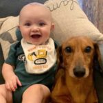 A true strategist: a dachshund who stole a treat from a child…