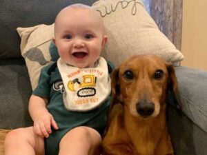 A true strategist: a dachshund who stole a treat from a child…