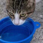How much water should a cat that eats dry food drink per…