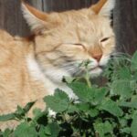 Catnip: a magical or dangerous herb?