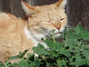 Catnip: a magical or dangerous herb?