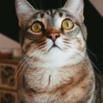 Why does a cat jump on walls: reasons that every owner should…