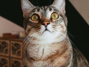 Why does a cat jump on walls: reasons that every owner should…