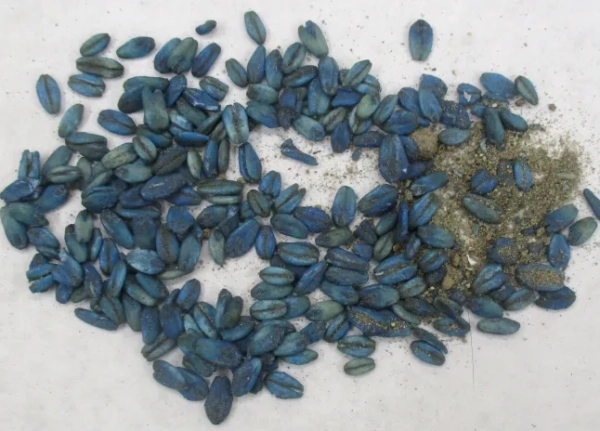 Wild pigs in California are turning neon blue. The anticoagulant rodenticide diphacinone was found in the stomach and liver contents of one of the wild pigs that was found to have blue tissue. Ingestion of rodenticide bait.