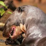 Giant Otter: Caiman for Lunch, Predatory Fish for Dinner