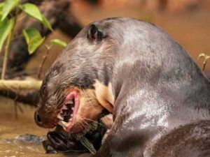 Giant Otter: Caiman for Lunch, Predatory Fish for Dinner