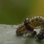 Horrible wasps 'use other bodies to raise offspring' in 'real alien movie'
