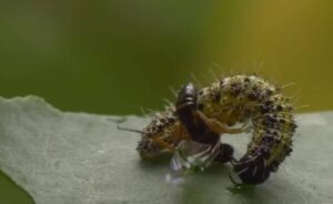 Horrible wasps 'use other bodies to raise offspring' in 'real alien movie'