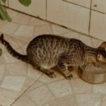 Cat quirks: why put several bowls of water throughout the apartment