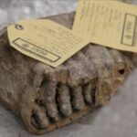 Ancient DNA from Mexican mammoths reveals unexpected and unexplained genetic secrets