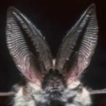 Which animal has the best hearing?