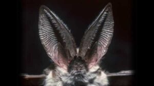 Which animal has the best hearing?