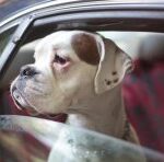 Should you take your pet with you when you travel?