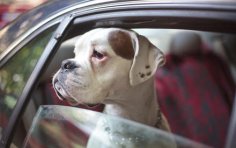Should you take your pet with you when you travel?